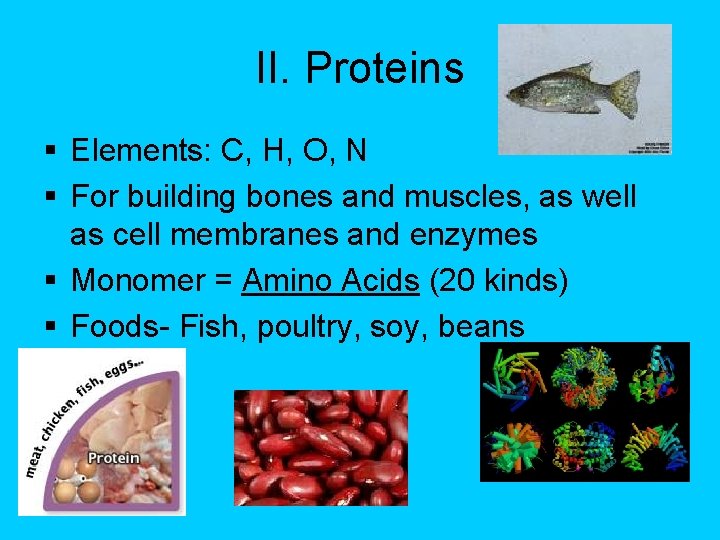 II. Proteins § Elements: C, H, O, N § For building bones and muscles,