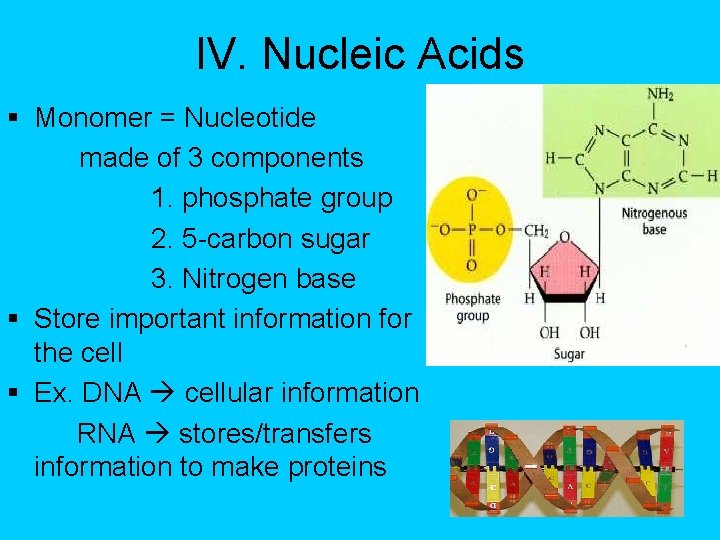 IV. Nucleic Acids § Monomer = Nucleotide made of 3 components 1. phosphate group