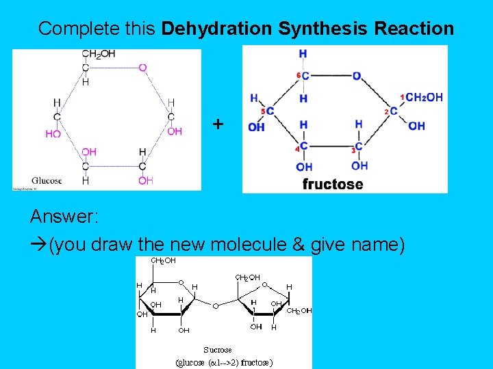 Complete this Dehydration Synthesis Reaction + Answer: (you draw the new molecule & give