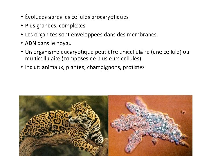  • Évoluées après les cellules procaryotiques • Plus grandes, complexes • Les organites