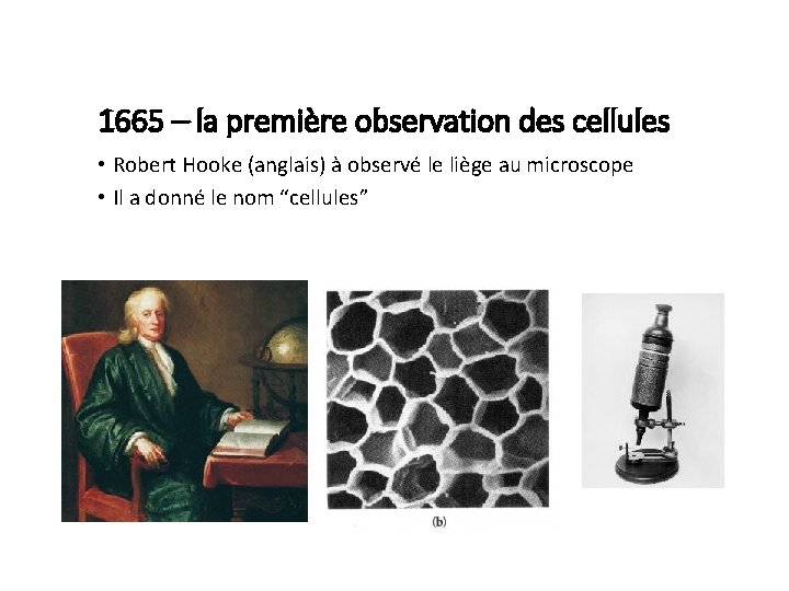 1665 – la première observation des cellules • Robert Hooke (anglais) à observé le