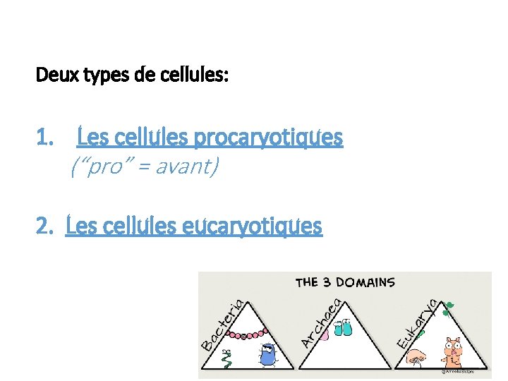 Deux types de cellules: 1. Les cellules procaryotiques (“pro” = avant) 2. Les cellules