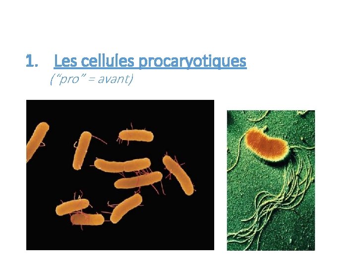 1. Les cellules procaryotiques (“pro” = avant) 