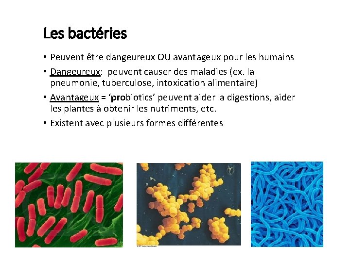 Les bactéries • Peuvent être dangeureux OU avantageux pour les humains • Dangeureux: peuvent