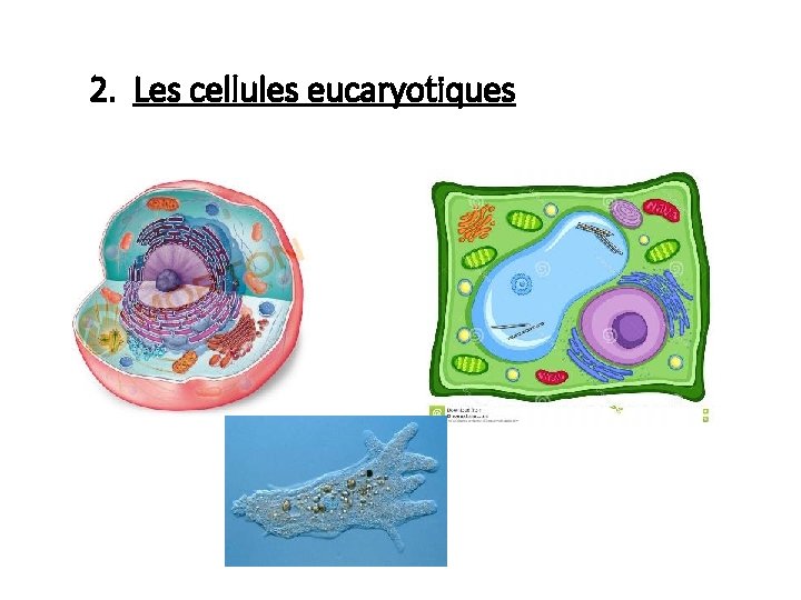 2. Les cellules eucaryotiques 