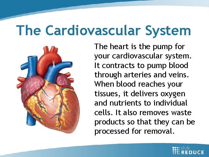 The Cardiovascular System The heart is the pump for your cardiovascular system. It contracts