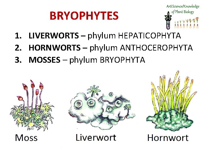 BRYOPHYTES Art/Science/Knowledge of Plant Biology 1. LIVERWORTS – phylum HEPATICOPHYTA 2. HORNWORTS – phylum