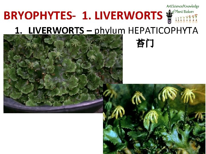 BRYOPHYTES- 1. LIVERWORTS Art/Science/Knowledge of Plant Biology 1. LIVERWORTS – phylum HEPATICOPHYTA 苔门 