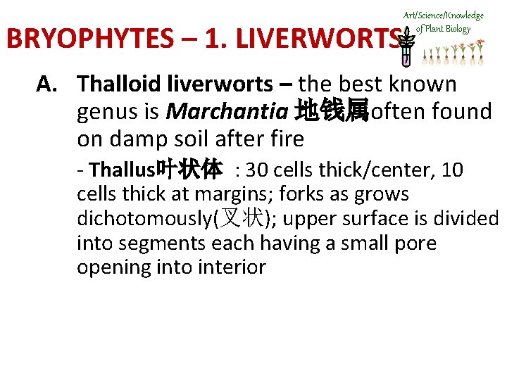 Art/Science/Knowledge of Plant Biology BRYOPHYTES – 1. LIVERWORTS A. Thalloid liverworts – the best