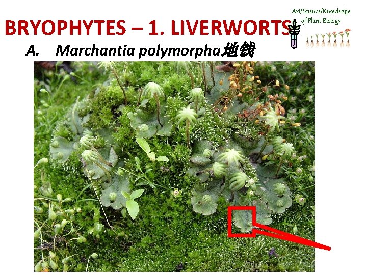 Art/Science/Knowledge of Plant Biology BRYOPHYTES – 1. LIVERWORTS A. Marchantia polymorpha地钱 