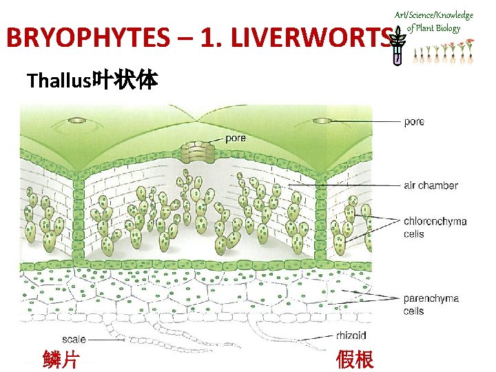 Art/Science/Knowledge of Plant Biology BRYOPHYTES – 1. LIVERWORTS Thallus叶状体 鳞片 假根 