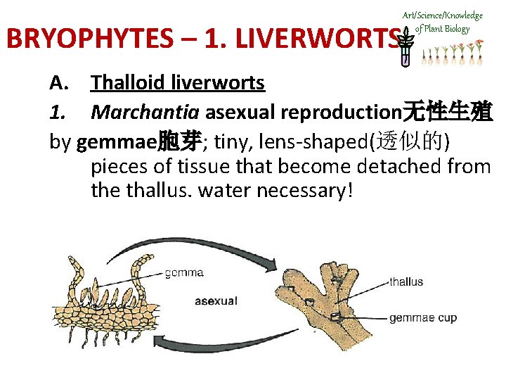 Art/Science/Knowledge of Plant Biology BRYOPHYTES – 1. LIVERWORTS A. Thalloid liverworts 1. Marchantia asexual