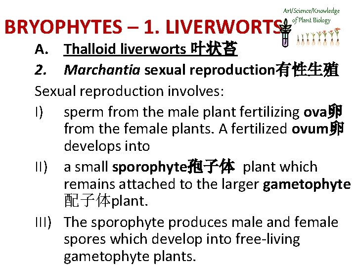 Art/Science/Knowledge of Plant Biology BRYOPHYTES – 1. LIVERWORTS A. Thalloid liverworts 叶状苔 2. Marchantia