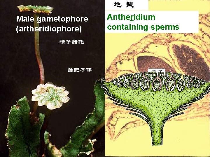 Male gametophore (artheridiophore) Antheridium containing sperms 