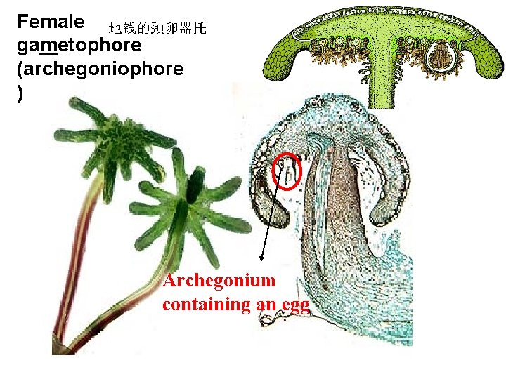 Female 地钱的颈卵器托 gametophore (archegoniophore ) Archegonium containing an egg 