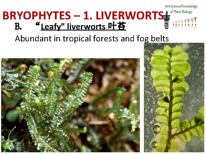 BRYOPHYTES – 1. LIVERWORTS Art/Science/Knowledge of Plant Biology B. “Leafy” liverworts 叶苔 Abundant in