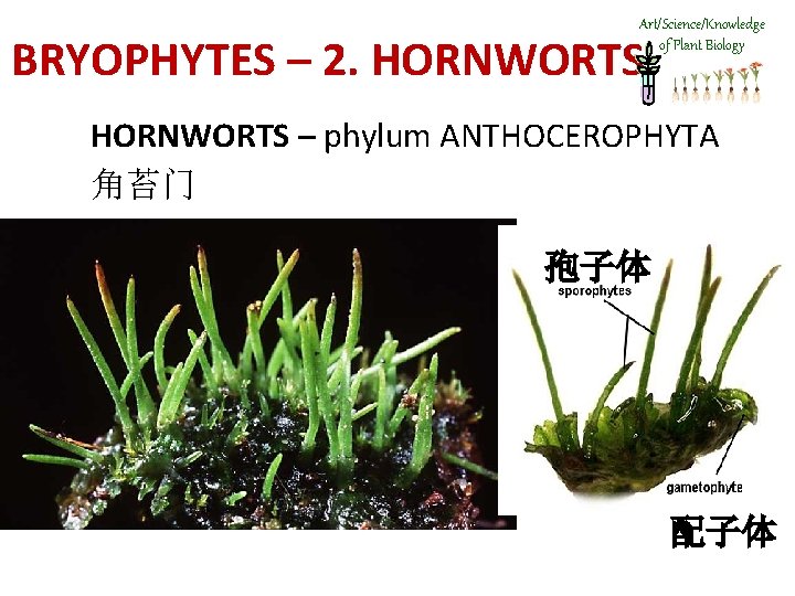 Art/Science/Knowledge of Plant Biology BRYOPHYTES – 2. HORNWORTS – phylum ANTHOCEROPHYTA 角苔门 孢子体 配子体