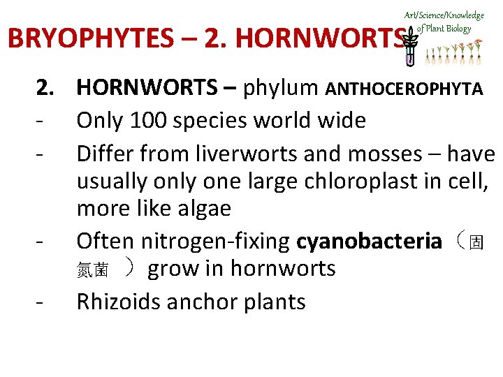 Art/Science/Knowledge of Plant Biology BRYOPHYTES – 2. HORNWORTS – phylum ANTHOCEROPHYTA - Only 100