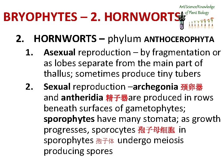 Art/Science/Knowledge of Plant Biology BRYOPHYTES – 2. HORNWORTS – phylum ANTHOCEROPHYTA 1. 2. Asexual