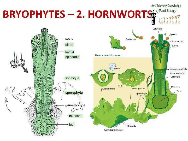 Art/Science/Knowledge of Plant Biology BRYOPHYTES – 2. HORNWORTS 