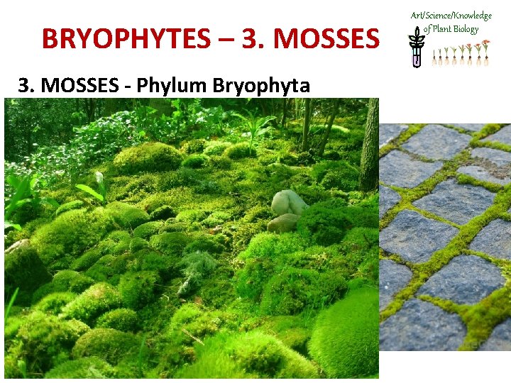 BRYOPHYTES – 3. MOSSES - Phylum Bryophyta Art/Science/Knowledge of Plant Biology 