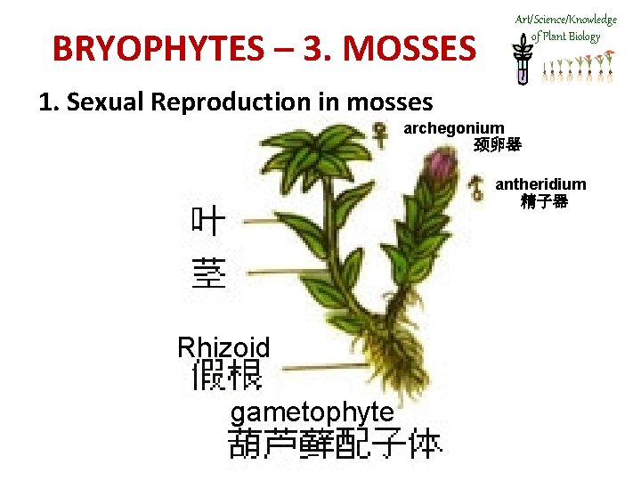 BRYOPHYTES – 3. MOSSES Art/Science/Knowledge of Plant Biology 1. Sexual Reproduction in mosses archegonium