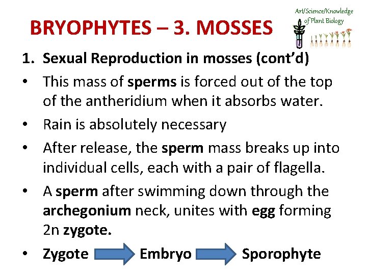 BRYOPHYTES – 3. MOSSES Art/Science/Knowledge of Plant Biology 1. Sexual Reproduction in mosses (cont’d)