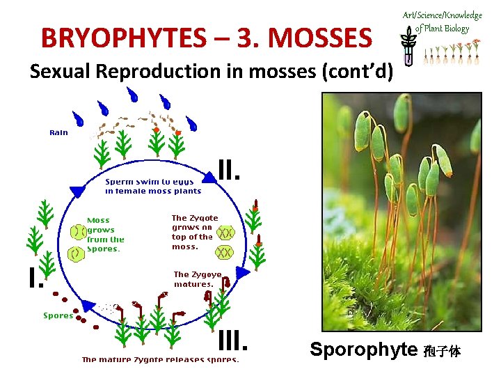 BRYOPHYTES – 3. MOSSES Art/Science/Knowledge of Plant Biology Sexual Reproduction in mosses (cont’d) II.