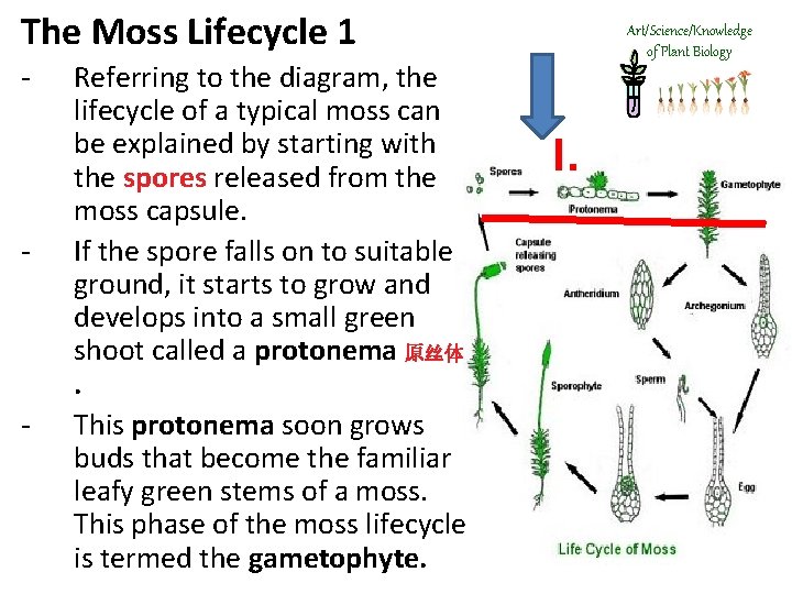 The Moss Lifecycle 1 - - - Referring to the diagram, the lifecycle of