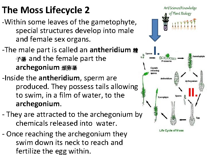 The Moss Lifecycle 2 Art/Science/Knowledge of Plant Biology -Within some leaves of the gametophyte,