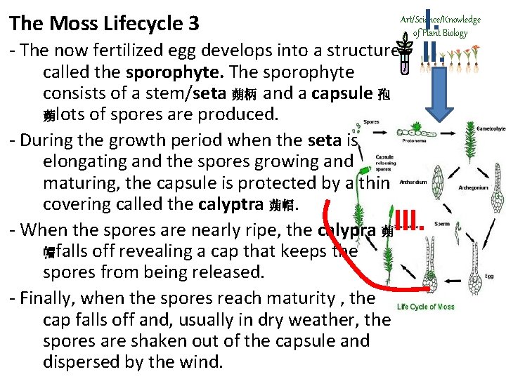 The Moss Lifecycle 3 I. II. Art/Science/Knowledge of Plant Biology - The now fertilized