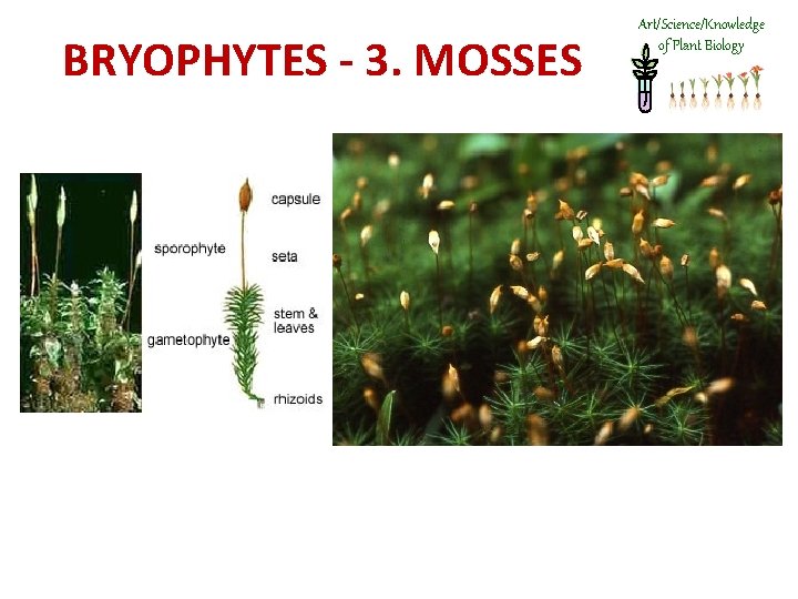 BRYOPHYTES - 3. MOSSES Art/Science/Knowledge of Plant Biology 