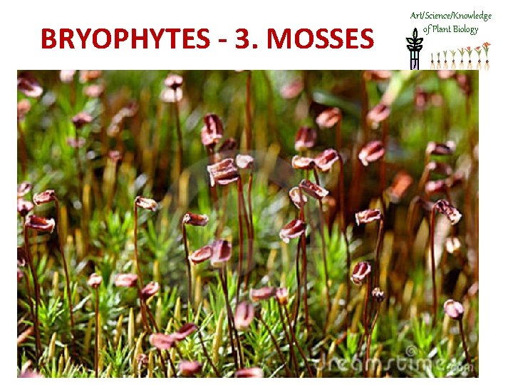 BRYOPHYTES - 3. MOSSES Art/Science/Knowledge of Plant Biology 