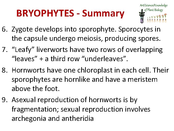 BRYOPHYTES - Summary Art/Science/Knowledge of Plant Biology 6. Zygote develops into sporophyte. Sporocytes in