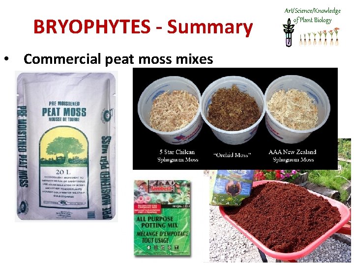 BRYOPHYTES - Summary • Commercial peat moss mixes Art/Science/Knowledge of Plant Biology 