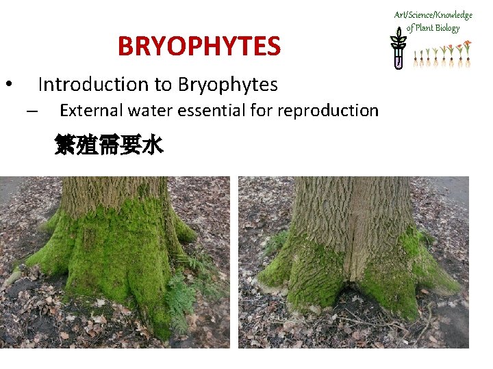 BRYOPHYTES Introduction to Bryophytes • – External water essential for reproduction 繁殖需要水 Art/Science/Knowledge of