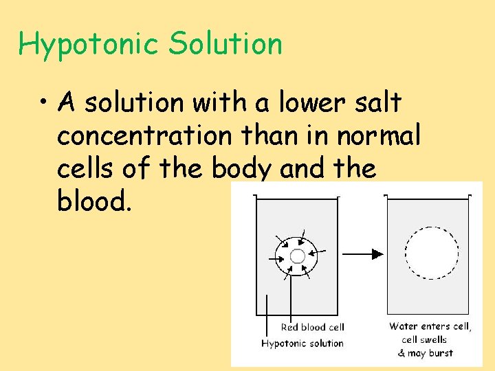 Hypotonic Solution • A solution with a lower salt concentration than in normal cells