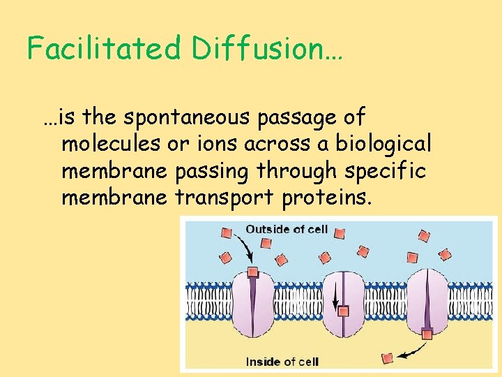 Facilitated Diffusion… …is the spontaneous passage of molecules or ions across a biological membrane