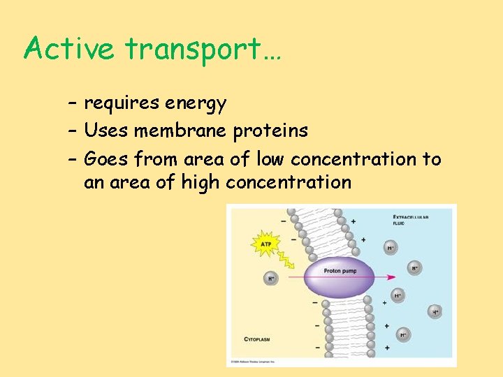 Active transport… – requires energy – Uses membrane proteins – Goes from area of