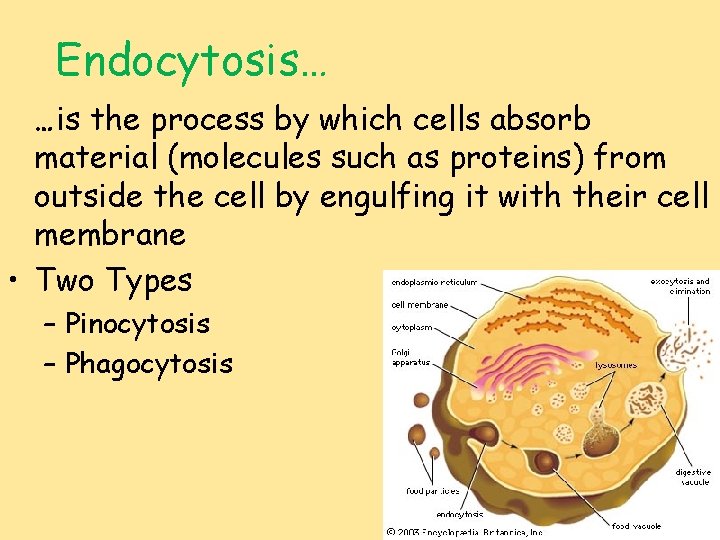 Endocytosis… …is the process by which cells absorb material (molecules such as proteins) from