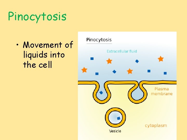 Pinocytosis • Movement of liquids into the cell 