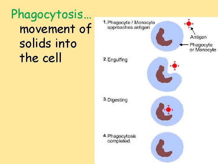 Phagocytosis… movement of solids into the cell 
