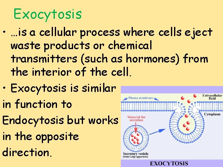 Exocytosis • …is a cellular process where cells eject waste products or chemical transmitters