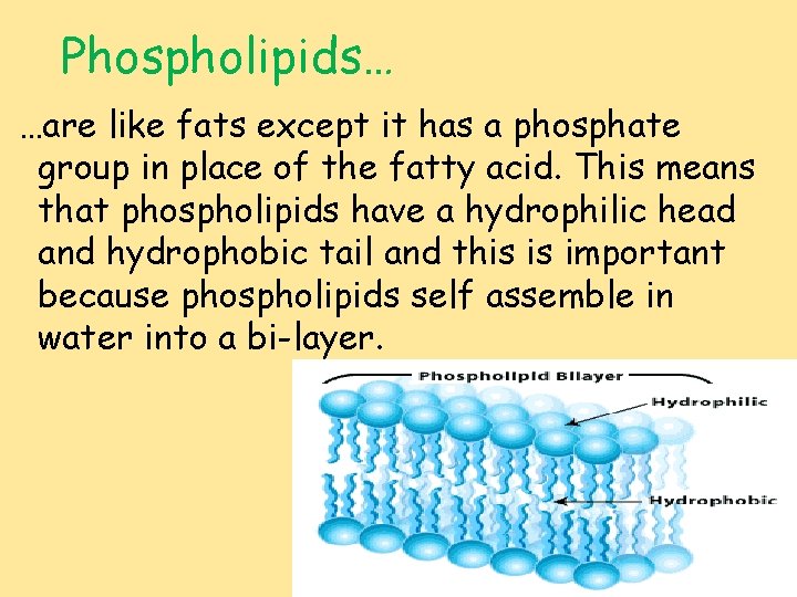 Phospholipids… …are like fats except it has a phosphate group in place of the