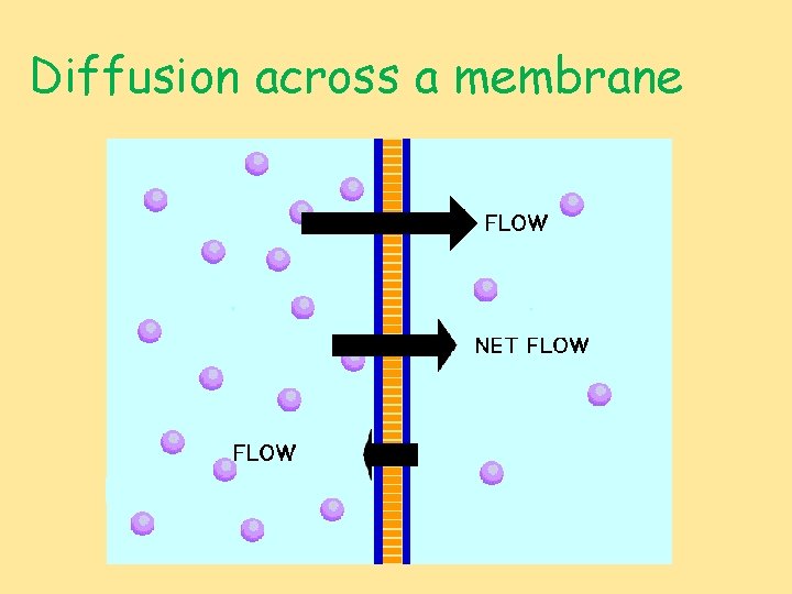 Diffusion across a membrane 