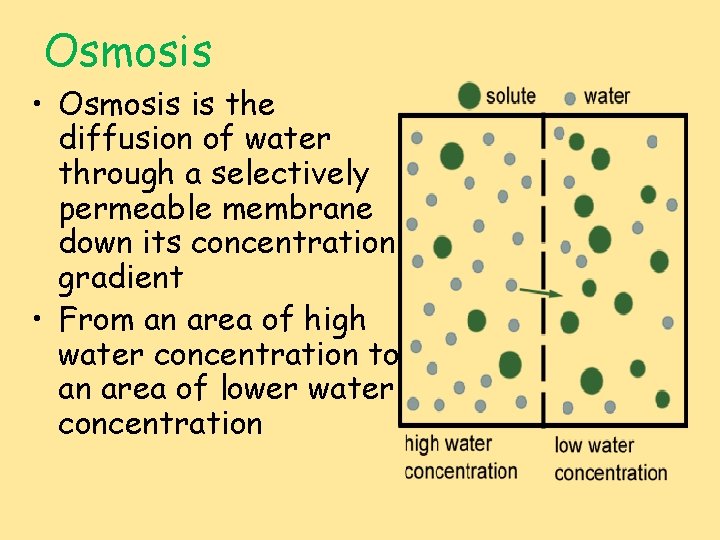 Osmosis • Osmosis is the diffusion of water through a selectively permeable membrane down
