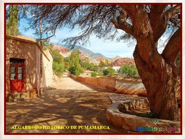 ALGARROBO HISTORICO DE PUMAMARCA 