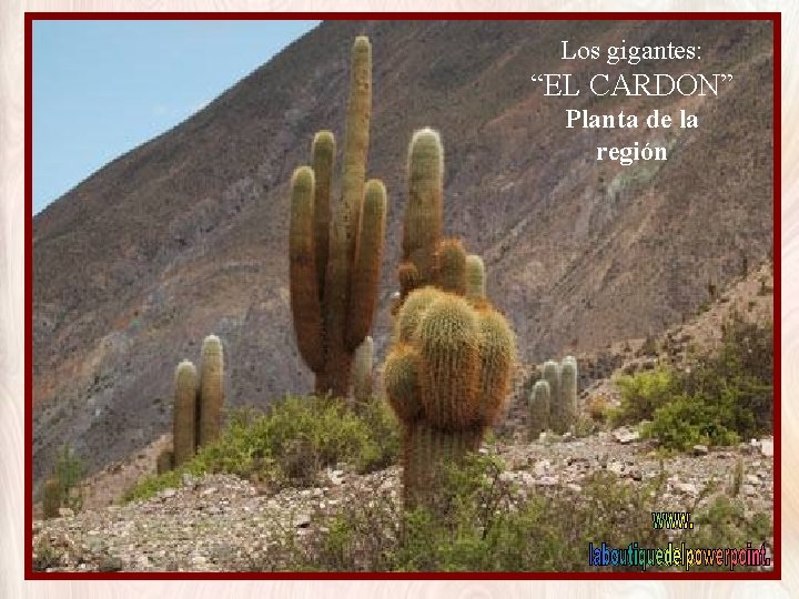 Los gigantes: “EL CARDON” Planta de la región 