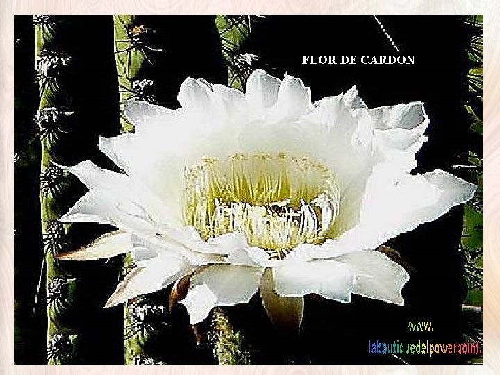 FLOR DE CARDON 