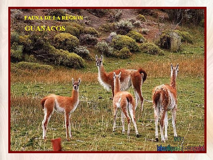 FAUNA DE LA REGIÓN GUANACOS 